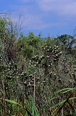 APII jpeg image of Psoralea pinnata  © contact APII