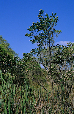 APII jpeg image of Psoralea pinnata  © contact APII