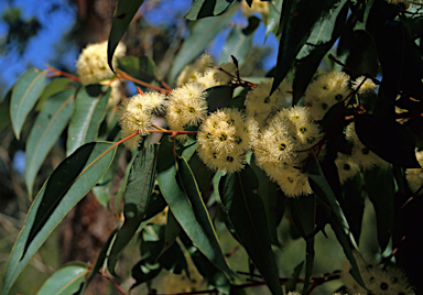 APII jpeg image of Eucalyptus marginata  © contact APII