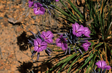 APII jpeg image of Thysanotus multiflorus  © contact APII