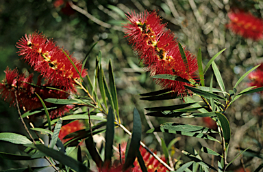 APII jpeg image of Callistemon glaucus  © contact APII