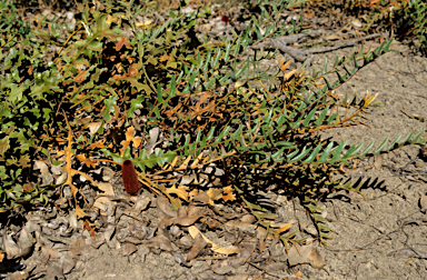 APII jpeg image of Banksia blechnifolia  © contact APII