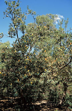 APII jpeg image of Banksia littoralis  © contact APII