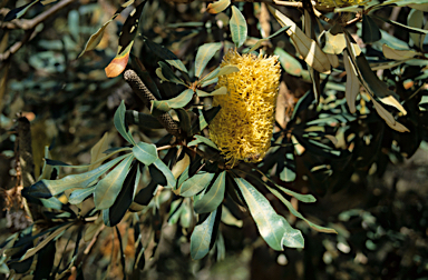 APII jpeg image of Banksia littoralis  © contact APII