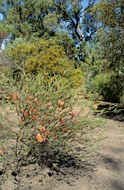 APII jpeg image of Eremaea pauciflora  © contact APII