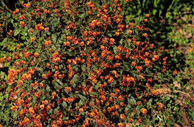 APII jpeg image of Kennedia coccinea  © contact APII