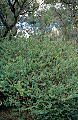 APII jpeg image of Darwinia citriodora  © contact APII