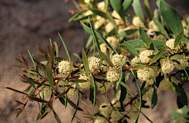 APII jpeg image of Hakea nitida  © contact APII