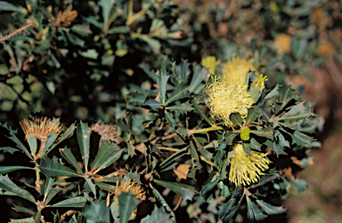 APII jpeg image of Banksia praemorsa  © contact APII