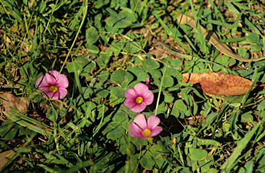 APII jpeg image of Oxalis purpurea  © contact APII