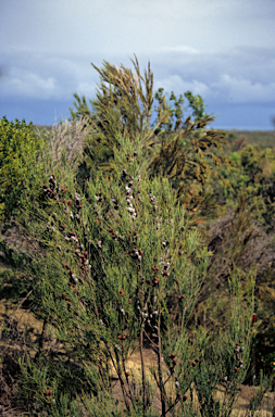 APII jpeg image of Allocasuarina lehmanniana  © contact APII