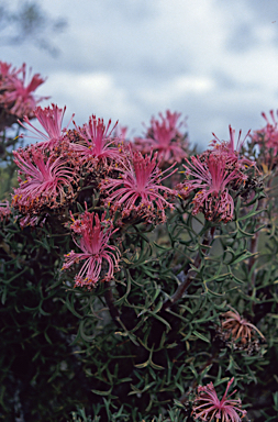 APII jpeg image of Isopogon dubius  © contact APII