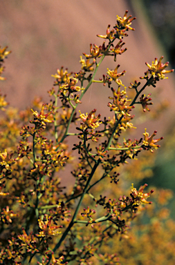 APII jpeg image of Stirlingia latifolia  © contact APII