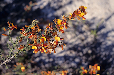 APII jpeg image of Aotus procumbens  © contact APII