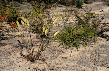 APII jpeg image of Stackhousia monogyna  © contact APII