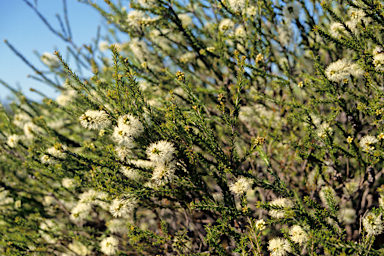 APII jpeg image of Melaleuca lanceolata  © contact APII