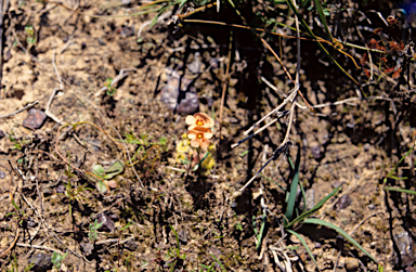 APII jpeg image of Drosera glanduligera  © contact APII