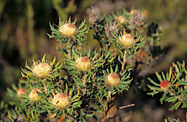 APII jpeg image of Banksia carlinoides  © contact APII