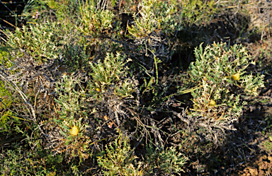 APII jpeg image of Banksia sclerophylla  © contact APII