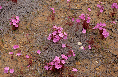 APII jpeg image of Drosera macrantha  © contact APII