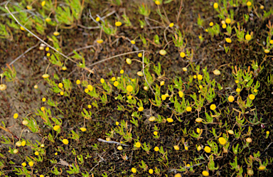 APII jpeg image of Cotula coronopifolia  © contact APII