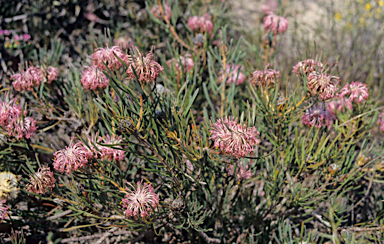 APII jpeg image of Isopogon linearis  © contact APII