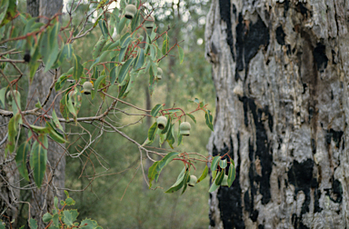 APII jpeg image of Corymbia calophylla  © contact APII