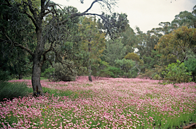 APII jpeg image of Rhodanthe chlorocephala subsp. rosea  © contact APII