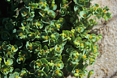 APII jpeg image of Euphorbia paralias  © contact APII