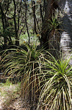 APII jpeg image of Dasypogon hookeri  © contact APII