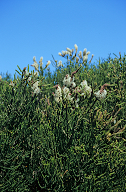 APII jpeg image of Melaleuca huegelii  © contact APII