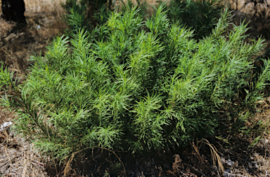 APII jpeg image of Podocarpus drouynianus  © contact APII