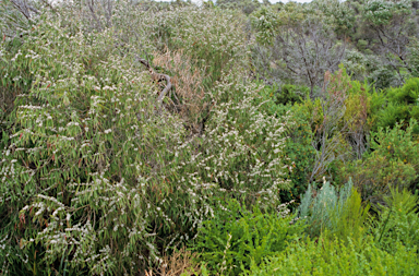 APII jpeg image of Agonis flexuosa  © contact APII