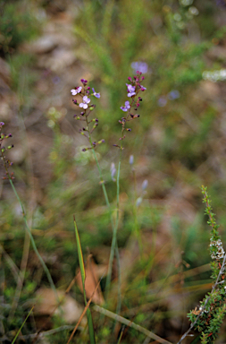 APII jpeg image of Stylidium violaceum  © contact APII