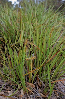 APII jpeg image of Anarthria scabra  © contact APII