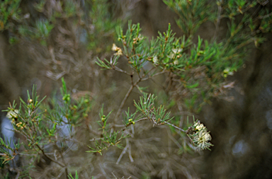 APII jpeg image of Melaleuca rhaphiophylla  © contact APII