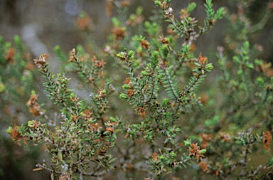 APII jpeg image of Melaleuca rhaphiophylla  © contact APII