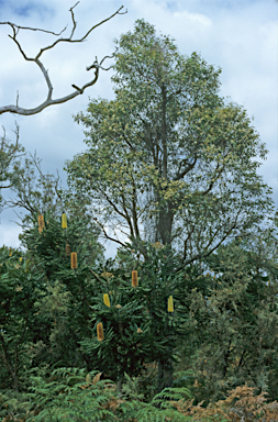 APII jpeg image of Eucalyptus marginata  © contact APII