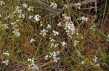 APII jpeg image of Stylidium lepidum  © contact APII