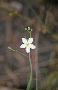 APII jpeg image of Ornduffia albiflora  © contact APII