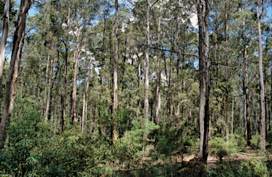 APII jpeg image of Eucalyptus diversicolor  © contact APII