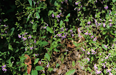 APII jpeg image of Dampiera hederacea  © contact APII