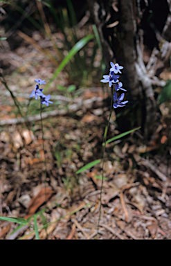 APII jpeg image of Thelymitra crinita  © contact APII