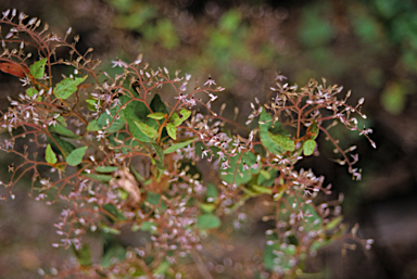 APII jpeg image of Lasiopetalum floribundum  © contact APII