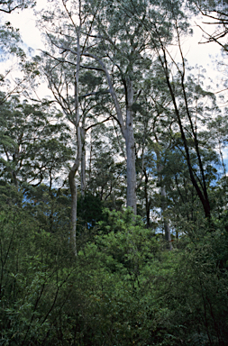 APII jpeg image of Eucalyptus diversicolor  © contact APII