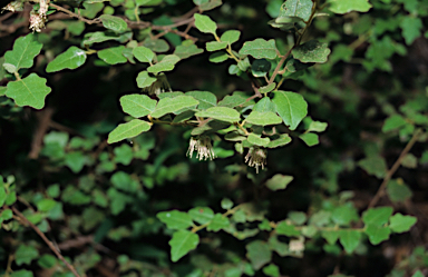 APII jpeg image of Chorilaena quercifolia  © contact APII