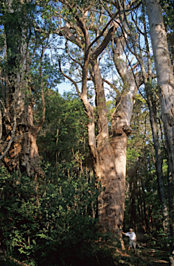 APII jpeg image of Eucalyptus jacksonii  © contact APII