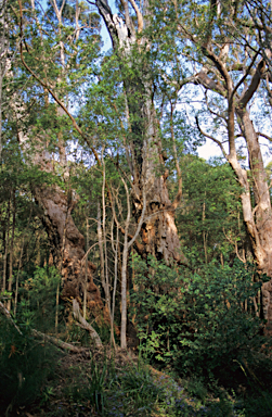 APII jpeg image of Eucalyptus jacksonii  © contact APII