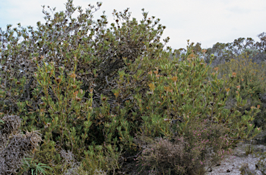 APII jpeg image of Banksia baxteri  © contact APII