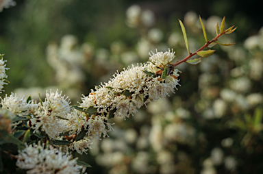 APII jpeg image of Hakea ilicifolia  © contact APII